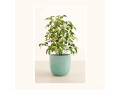 gyftsi-list-your-plant-gifts-online-in-dubai-small-0