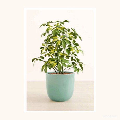 gyftsi-list-your-plant-gifts-online-in-dubai-big-0