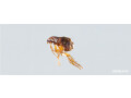 say-no-to-fleas-infestation-with-best-fleas-pest-control-in-melbourne-small-0