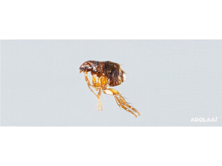 Say NO to Fleas Infestation with Best Fleas Pest Control in Melbourne