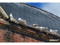 seagull-pest-control-melbourne-get-rid-of-them-once-and-for-all-small-0