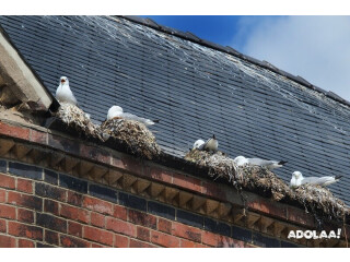 Seagull Pest Control Melbourne: Get Rid of Them Once and for All