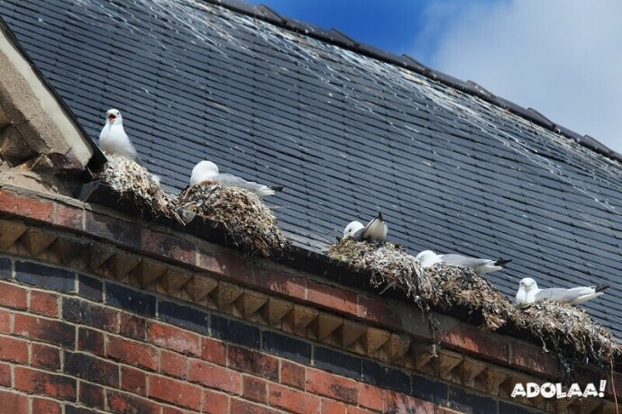 seagull-pest-control-melbourne-get-rid-of-them-once-and-for-all-big-0