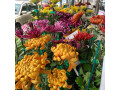 alan-randell-smith-florist-maryborough-small-3