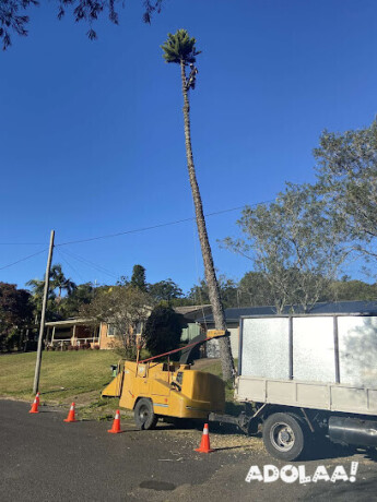 best-tree-removal-services-in-north-avoca-big-0