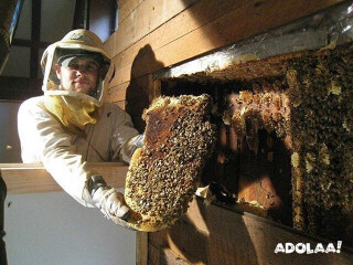 Bee Removal Melbourne Expert Solutions for Safe and Humane Beehive Removal