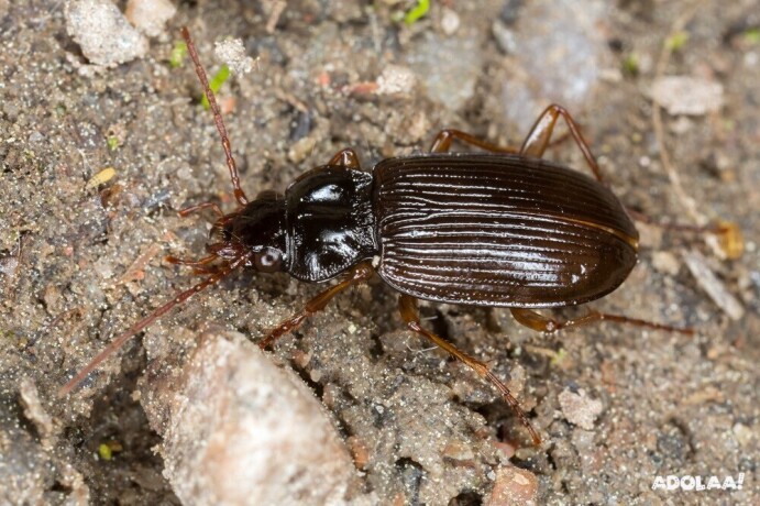 defend-your-space-with-beetle-pest-control-in-melbourne-big-0