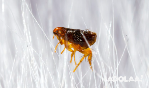 pest-control-service-in-mudgeeraba-big-0