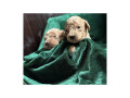 labradoodle-medium-size-small-0