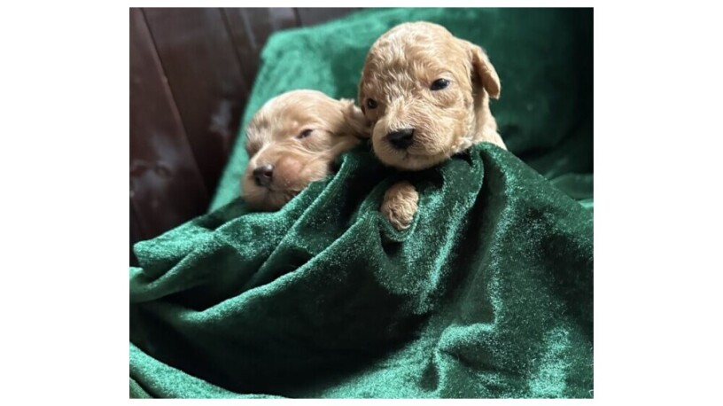labradoodle-medium-size-big-0