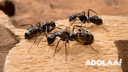 best-pest-control-services-in-whaleys-corners-big-0