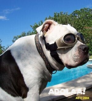 elevate-your-dogs-cool-factor-with-neopaws-doggles-big-0