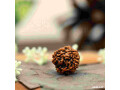 4-mukhi-rudraksha-small-0