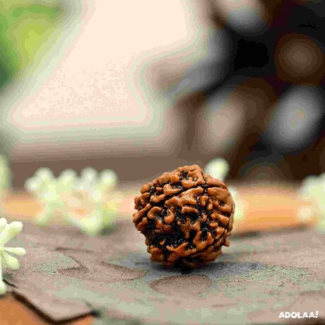 4-mukhi-rudraksha-big-0