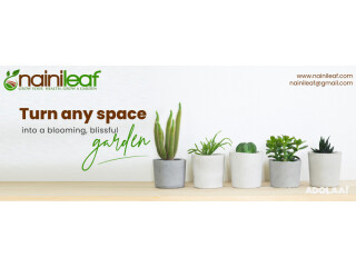 Buy Live Plants Online | Nainileaf