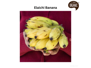 Why You Should Incorporate Elaichi Banana In Your Diet?