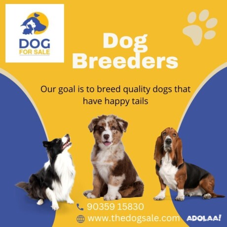 dog-breeders-in-bangalore-big-0