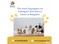 golden-retriever-price-in-bangalore-small-0