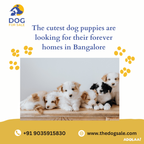 golden-retriever-price-in-bangalore-big-0