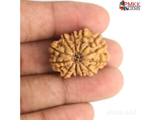 Get Now 12 Mukhi Rudraksha price