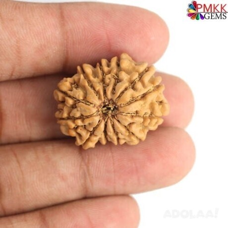 get-now-12-mukhi-rudraksha-price-big-0