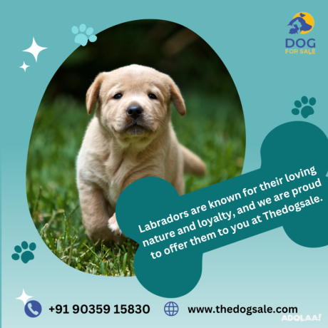 puppies-for-sale-in-bangalore-big-0