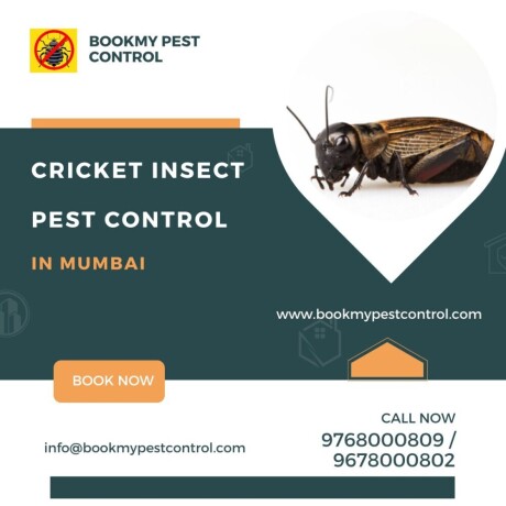 cricket-insect-pest-control-in-mumbai-9768000809-big-0