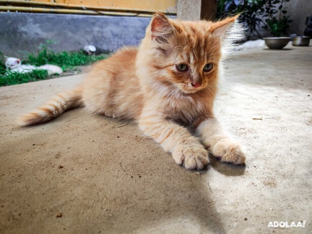 persian-kittens-in-delhi-big-0
