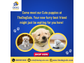 dog-puppies-for-sale-in-bangalore-small-0