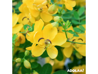 Buy Dried Aavaram Poo, Avaram Senna Flower Online