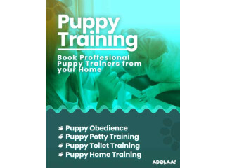 Dog Trainers in Chandigarh