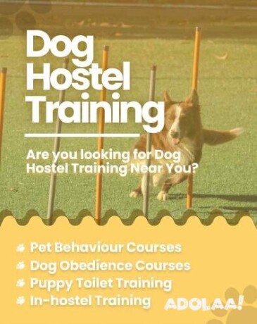dog-trainers-in-noida-big-0