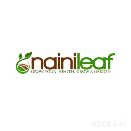 explore-and-purchase-cactus-plants-at-nainileaf-big-0
