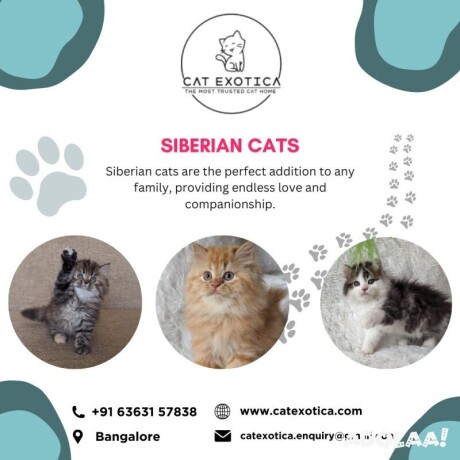 cats-in-bangalore-cat-exotica-big-0