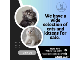 Cat Exotica | Best Himalayan Cat in Bangalore