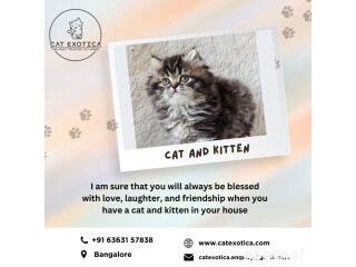 Persian Kittens for Sale in Bangalore | Cat Exotica