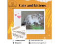 cats-for-sale-in-bangalore-cat-exotica-small-0