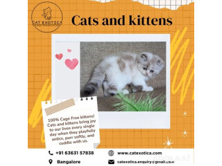 Cats for Sale in Bangalore | Cat Exotica