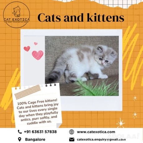 cats-for-sale-in-bangalore-cat-exotica-big-0