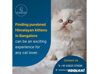 Himalayan Kittens in Bangalore | Cat Exotica