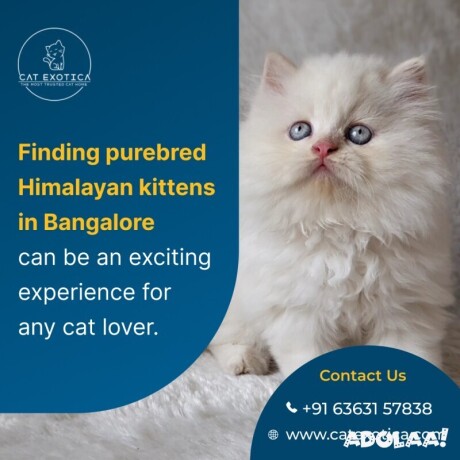 himalayan-kittens-in-bangalore-cat-exotica-big-0