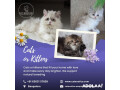 cat-exotica-lovely-cats-in-bangalore-small-0