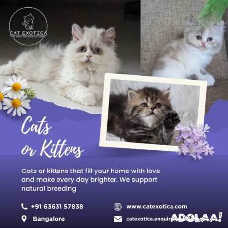 cat-exotica-lovely-cats-in-bangalore-big-0