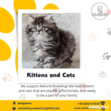 persian-cat-in-bangalore-big-0
