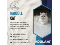 purebred-ragdoll-kittens-for-sale-in-bangalore-catexotica-small-0