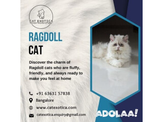 Purebred Ragdoll Kittens for sale in Bangalore |Catexotica