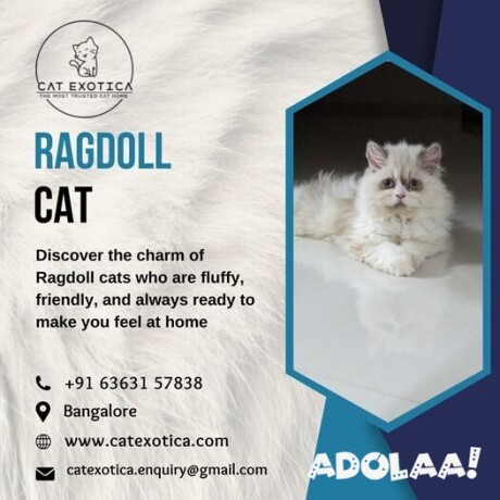 purebred-ragdoll-kittens-for-sale-in-bangalore-catexotica-big-0