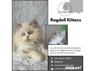 Find Purebred Ragdoll Kittens for sale in Bangalore