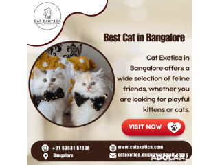 Himalayan Kittens in Bangalore | Cat in Bangalore