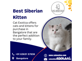 Purebred Siberian Kittens for sale in Bangalore | Catexotica